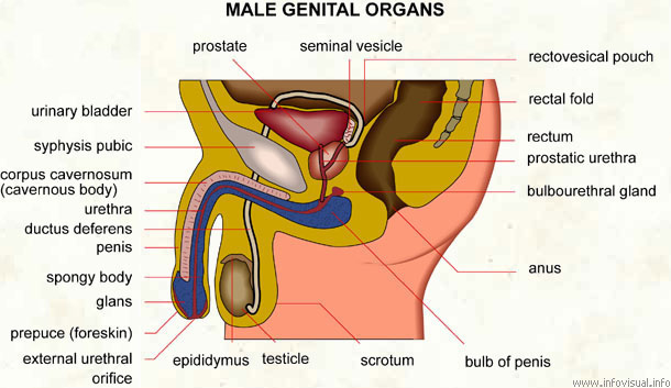 Male genital organs  (Visual Dictionary)